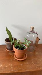 Diverse kamerplanten en stekjes, eigen kweek, Ophalen, Halfschaduw, Minder dan 100 cm