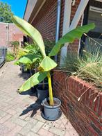 banaan musa basjoo, Tuin en Terras, Planten | Tuinplanten, Ophalen, Zomer, Overige soorten