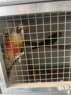 Koppel pyrrhura’s, Dieren en Toebehoren, Vogels | Parkieten en Papegaaien, Meerdere dieren, Parkiet, Tam