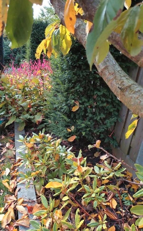 Gezocht: hovenier of tuinman/tuinvrouw, Tuin en Terras, Overige Tuin en Terras, Ophalen of Verzenden