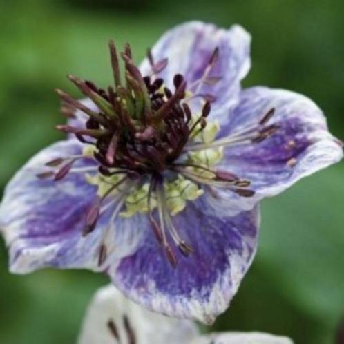 Zaden Nigella Delft Blue, Tuin en Terras, Bloembollen en Zaden, Zaad, Voorjaar, Volle zon, Verzenden