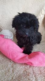 Mini doodles, Dieren en Toebehoren, Honden | Niet-rashonden, 8 tot 15 weken, CDV (hondenziekte), Meerdere, Meerdere dieren