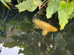 3 koi  te koop 1 spiegelkarper, Dieren en Toebehoren, Vissen | Vijvervissen, Karper of Koi
