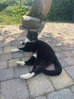 Lily zoekt een nieuwe baasje, Dieren en Toebehoren, Katten en Kittens | Overige Katten, Kater
