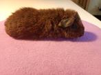 Us Teddy cavia beertje 4 weken zoekt nieuwe woning, Dieren en Toebehoren, Knaagdieren, Cavia, Mannelijk, Juli, Tam