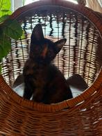 😻 Knuffelige kittens uit liefdevol nestje – mogen 5 decembe, Dieren en Toebehoren, Meerdere dieren