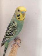 Regenboog parkiet met kooi, Dieren en Toebehoren, Ophalen of Verzenden, Zo goed als nieuw, Metaal, Vogelkooi