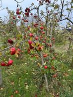 Appelboom Topaz m26, Tuin en Terras, Ophalen of Verzenden, 100 tot 250 cm, Appelboom, Lente