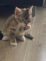 Kittens, Meerdere dieren, Kortharig, 0 tot 2 jaar