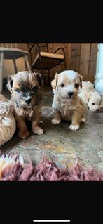 Boompoo pups (Boomer x poedel), CDV (hondenziekte), 8 tot 15 weken, Meerdere, Meerdere dieren