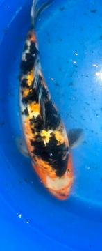 Mooie koi, Karper of Koi