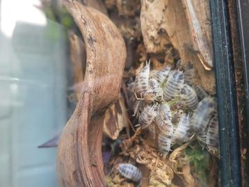 Dairy cow isopods pissebedden beschikbaar voor biedingen