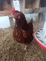 Legkip leghen broed eieren ook kleuren legger, Vrouwelijk, Kip