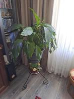 Kamerplanten, Ophalen, In pot, Halfschaduw, Minder dan 100 cm