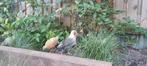 2 hanen fries hoen te ruil, Dieren en Toebehoren, Mannelijk, Kip