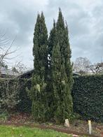 3x Cipres 5.00-5.50m - Prachtige Tuinplanten, Bloeit niet, Overige soorten, 400 cm of meer, Ophalen