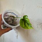 philodendron plowmanii 2 groeipunten, Huis en Inrichting, Kamerplanten, Ophalen of Verzenden, Overige soorten, Minder dan 100 cm