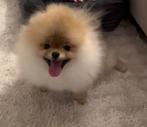 Dwergkees pup pomeranian pomeriaan puppy, Particulier, 15 weken tot 1 jaar, Reu, Buitenland