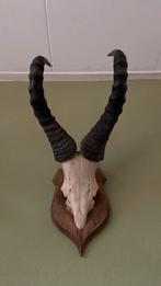 Gewei hartebeest, Verzamelen, Dierenverzamelingen, Ophalen of Verzenden, Zo goed als nieuw, Hert, Gewei of Kop