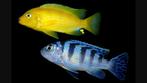 Metriaclima lombardoi ( malawi cichliden ), Vis