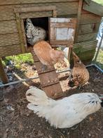 Uilebaard kippen, Dieren en Toebehoren, Pluimvee, Meerdere dieren, Kip