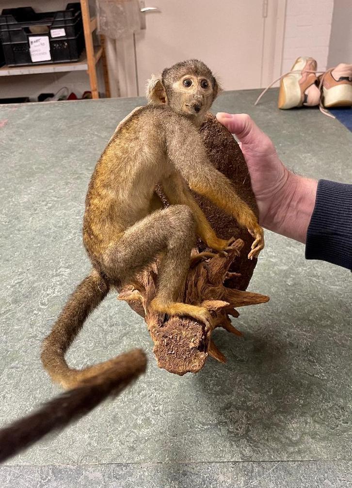 OPGEZET AAPJE op boomstam - WD014, Verzamelen, Dierenverzamelingen, Gebruikt, Opgezet dier, Wild dier, Ophalen