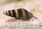 Helenaslak (slak etende slakken), Dieren en Toebehoren, Vissen | Aquariumvissen, Slak of Weekdier