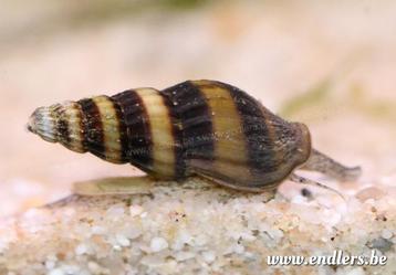 Helenaslak (slak etende slakken) beschikbaar voor biedingen