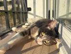 Jarela, Nilo, geboren 15/12/2024 gered uit een kattencolonie, Dieren en Toebehoren, Kater, Kortharig, 0 tot 2 jaar