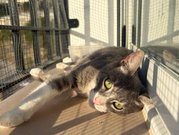 Jarela, Nilo, geboren 15/12/2024 gered uit een kattencolonie beschikbaar voor biedingen