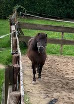 Shetlander ter gezelschap, Dieren en Toebehoren, Pony's, Ruin, A pony (tot 1.17m), Onbeleerd, 11 jaar of ouder