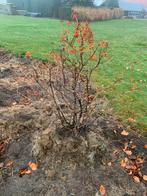 Viburnum opulus Compactum, Tuin en Terras, Overige soorten, Lente, 100 tot 250 cm, Ophalen