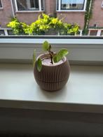 Pannekoekplant, Ophalen, Minder dan 30 cm, Minder dan 60 cm, Rond