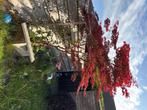 Boom, Tuin en Terras, Planten | Bomen, Ophalen, Overige soorten