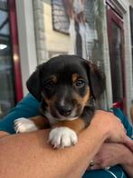Supermooi jack russel reutje, Dieren en Toebehoren, Rabiës (hondsdolheid), Jack Russell Terriër, Reu, 8 tot 15 weken