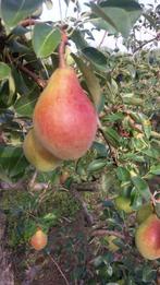 perenbomen, Ophalen, Lente, Volle zon, Perenboom