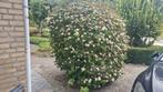 Japanse Kornoelje | Cornus, Tuin en Terras, Planten | Tuinplanten, Volle zon, Vaste plant, Zomer, Ophalen