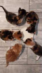 Lieve Kittens / poesjes te koop, Ophalen of Verzenden, Zo goed als nieuw