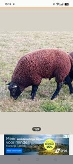 Texelaar blauwe dekram in topvorm, Dieren en Toebehoren, Schapen, Geiten en Varkens, Mannelijk, Schaap