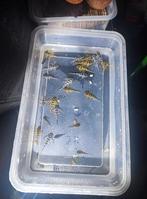 Te koop een aantal 236 sw van mijn 2 groepen, Vis