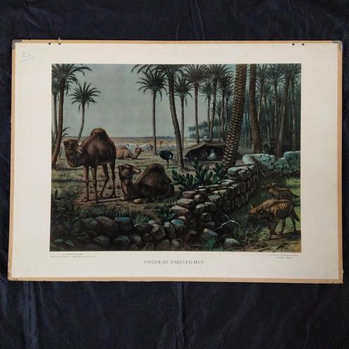 Schoolplaat Onder de dadelpalmen – Koekkoek 1950, Antiek en Kunst, Antiek | Schoolplaten, Natuur en Biologie, Ophalen of Verzenden
