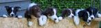 Prachtige border Collie pups met ISDS stamboom, Sheepdog, CDV (hondenziekte), 8 tot 15 weken, Meerdere