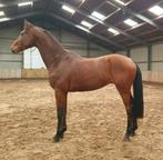 Rechtstreeks van fokker, twee luxe ruinen, Dieren en Toebehoren, Ruin, Dressuurpaard, 3 tot 6 jaar