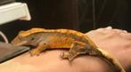 25x Wimpergekko / Crested Gecko / Correlophus Ciliatus, Dieren en Toebehoren, Hagedis, Tam, 0 tot 2 jaar