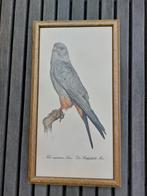 Roodpootvalk, Minder dan 50 cm, Ophalen of Verzenden, Zo goed als nieuw, Minder dan 50 cm