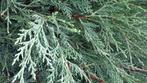restpartij 11 leylandii haagconiferen 300 cm hoog, Ophalen, Conifeer, Struik, 250 cm of meer