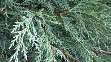 restpartij 11 leylandii haagconiferen 300 cm hoog beschikbaar voor biedingen