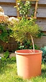 Kamperfoelie Buxus Bonsai - Tuin/Terras, Tuin en Terras, Vaste plant, Halfschaduw, Lente, Ophalen