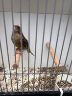 Groenling pop wildkleur, Dieren en Toebehoren, Vrouwelijk, Kleurkanarie