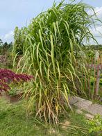 Miscanthus - prachtriet- olifantengras, Ophalen, Zomer, Siergrassen, Volle zon